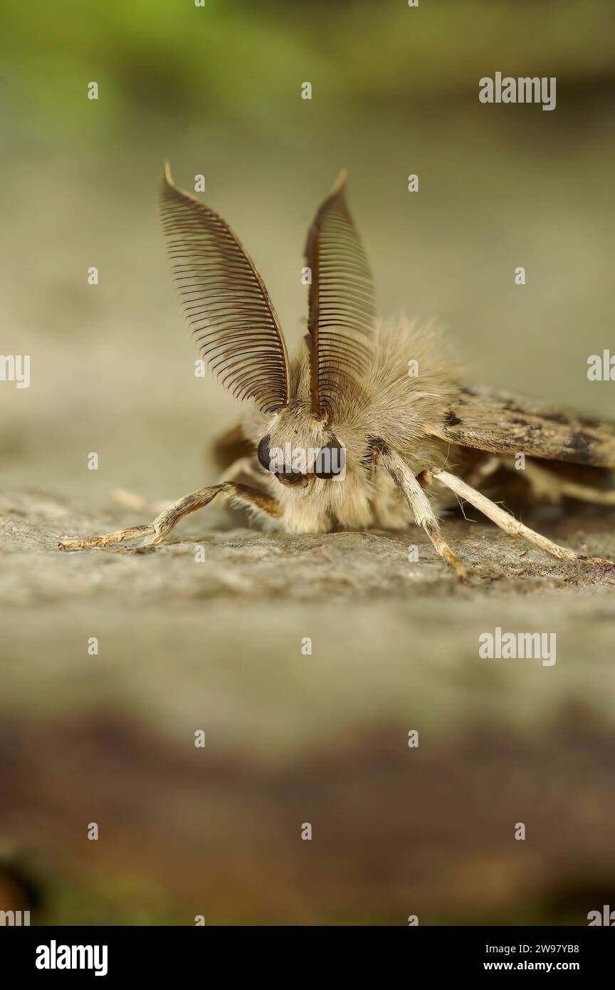 Natürliche vertikale detaillierte Nahaufnahme einer Zigeuner-Motte, Lymantrien Disparation mit seiner bemerkenswerten Fledermausantenne Stockfoto