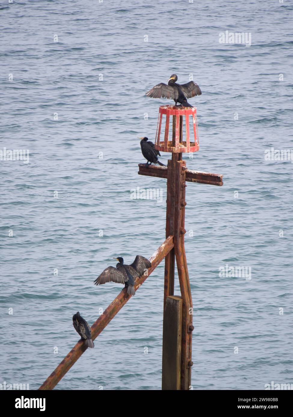Eine Vogelschar, die auf einem Holzpfosten am Meer in einer friedlichen Umgebung thront. Stockfoto