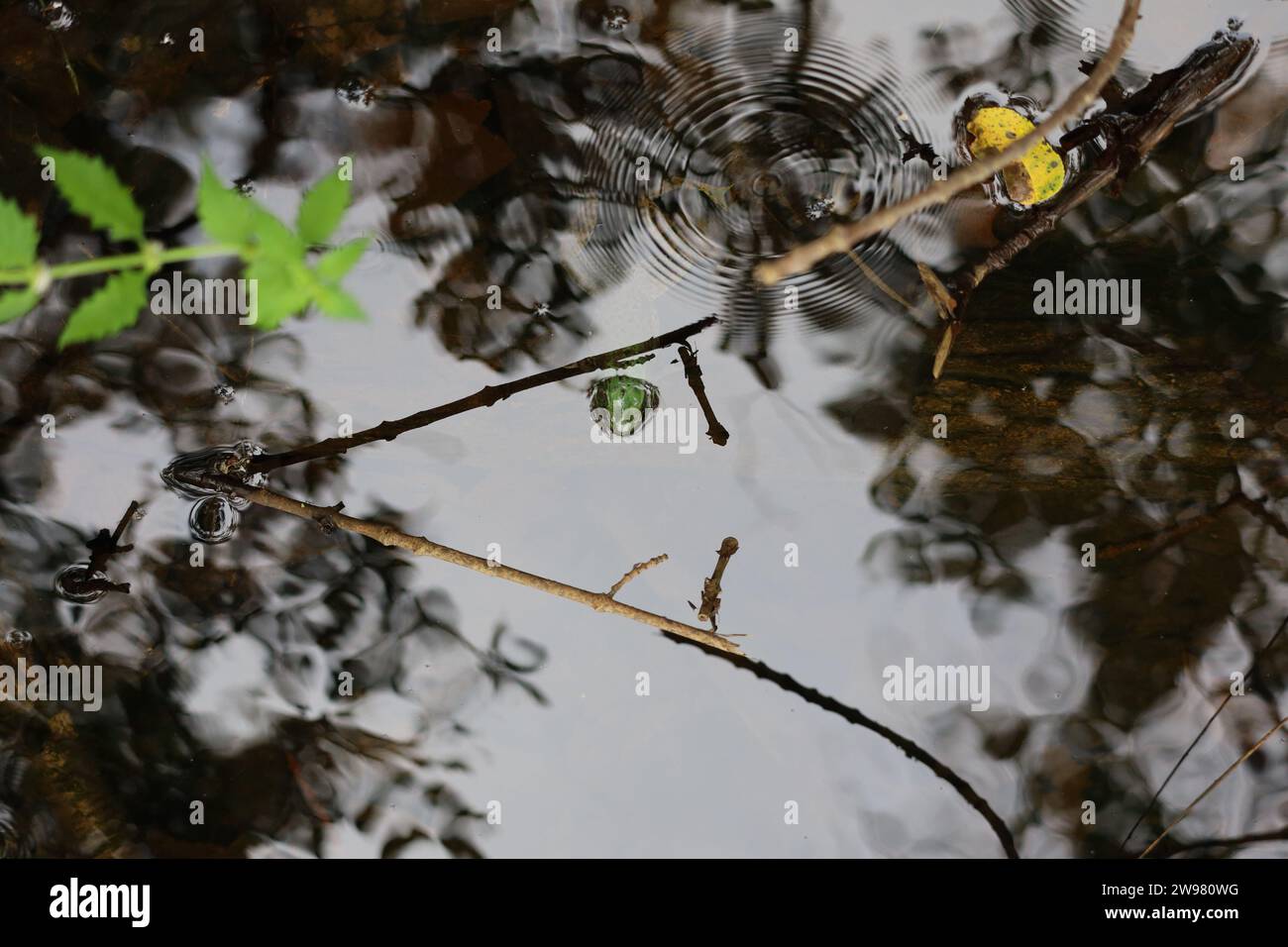 Ein Bild eines kleinen Teichfrosches, der seinen Kopf aus dem Wasser ragt, mit Bäumen und Pflanzen im Hintergrund im Riverdale Park in Toronto. Stockfoto