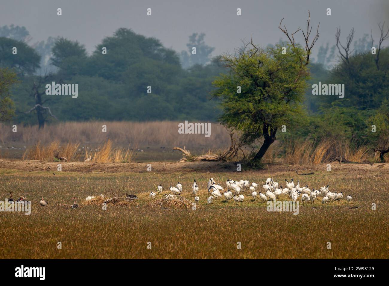 Schwarzkopf- oder Schwarzhals-Vogelschar von Ibis- oder Threskiornis melanocephalus-Gruppen im malerischen Keoladeo-Nationalpark Stockfoto