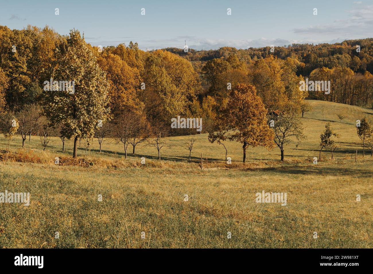 Eine malerische Landschaft mit einer grasbewachsenen Wiese und üppigen Bäumen Stockfoto