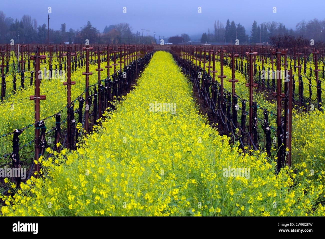 Senfblüten wachsen in einem Weinberg im Dry Creek Wine Country bei Healdsburg, CA. Stockfoto