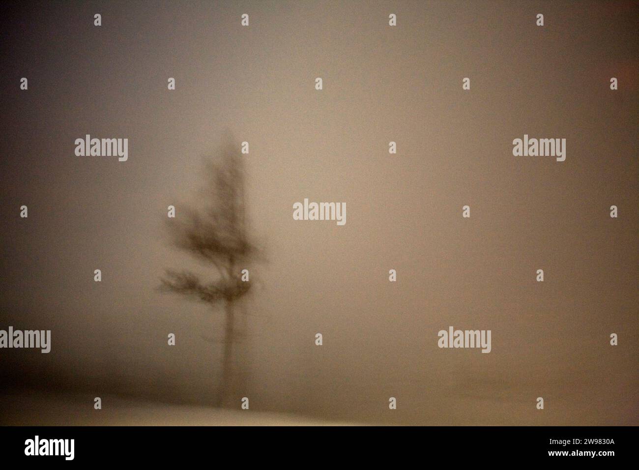 Ein einzelner Baum in einem Schneesturm. (Verschwommenes Bild). Stockfoto
