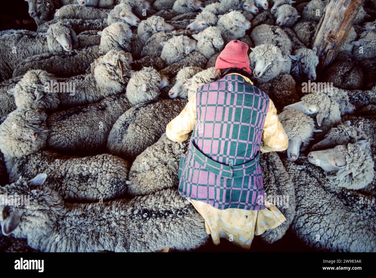 Burjatische Frau mit Schafen in den Baikalsee, Ovalou, Sibirien, Russland Stockfoto