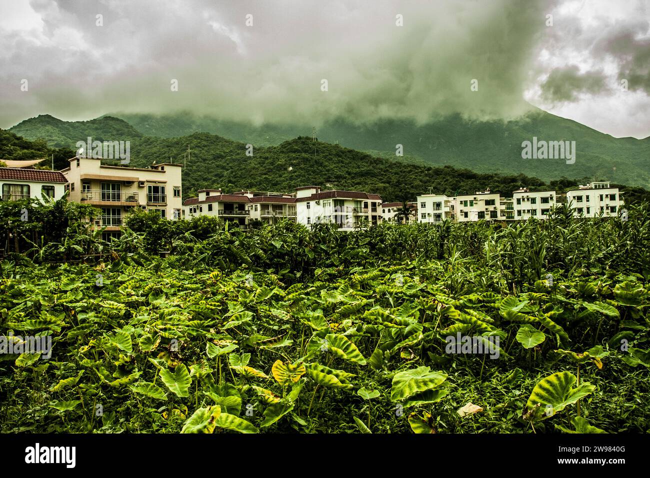 Kleines Dorf mit üppiger Vegetation. Stockfoto