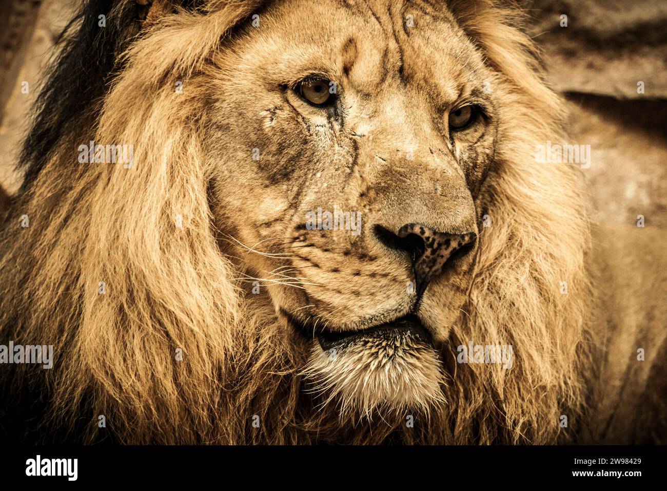 Porträt eines afrikanischen Löwen Stockfoto