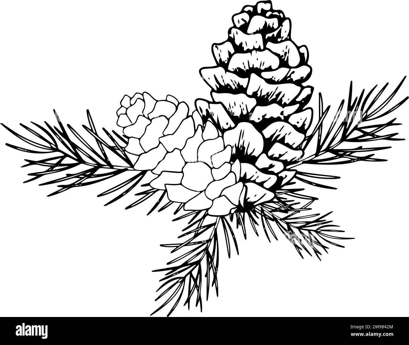 Line Art Kiefernäste und -Kegel. Tintengrafik-Zweig von Nadelbäumen, immergrün. Handgemalte botanische Umrissillustration für Weihnachtsgrüße Stock Vektor
