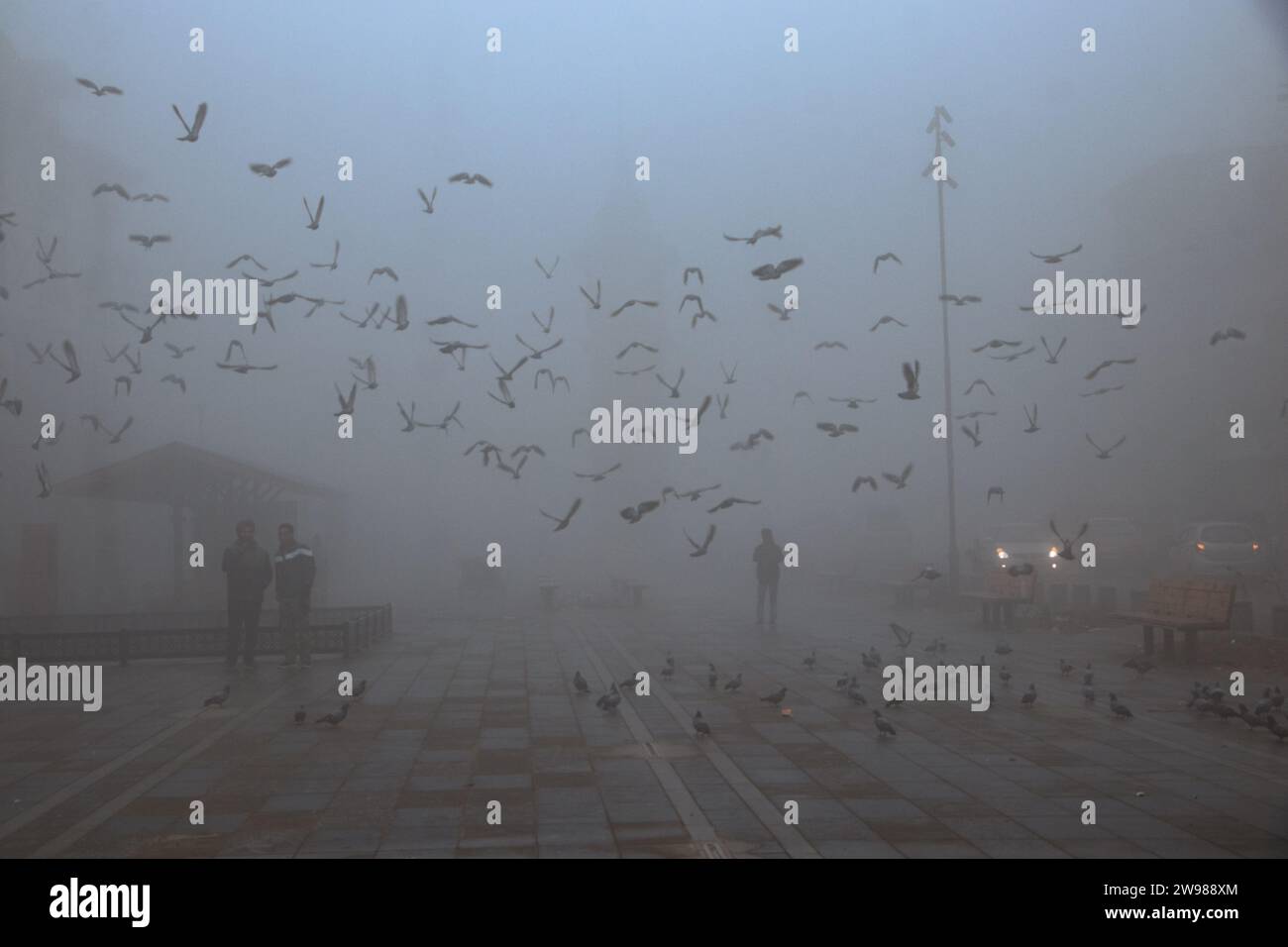 Srinagar, Kaschmir, Indien. Dezember 2023. Tauben fliegen an einem kalten Wintertag in Srinagar unter dichtem Nebel. Die Mindesttemperaturen gingen in den meisten Teilen Kaschmirs für eine zweite Nacht in Folge weiter zurück, obwohl dichter Nebel das tägliche Leben im Tal störte. (Kreditbild: © Adil Abbas/ZUMA Press Wire) NUR REDAKTIONELLE VERWENDUNG! Nicht für kommerzielle ZWECKE! Stockfoto