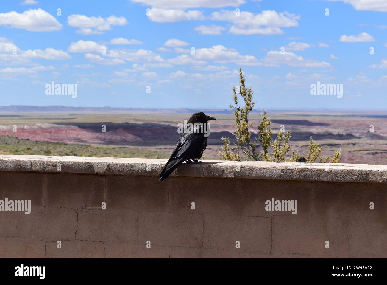 Ein Rabe auf einer Steinmauer mit Blick auf die bemalten Wüstenhügel im Petrified Forest National Park Stockfoto