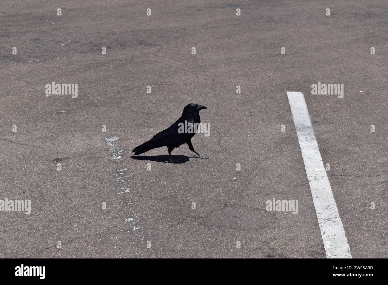 Ein schwarzer Rabe, der auf dem Asphalt eines Parkplatzes läuft Stockfoto