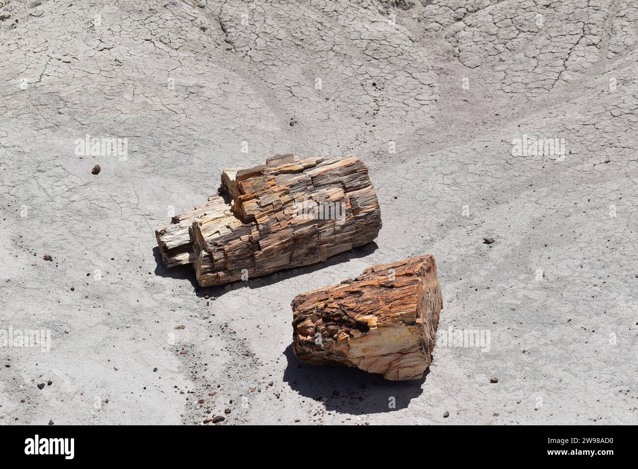 Große Stücke kristallisierter Mineralstämme auf dem Boden im Petrified Forest National Park Stockfoto