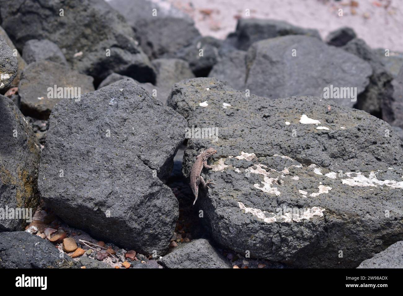 Nahaufnahme eines Salamanders in der Sonne auf einem schwarzen Felsen im Petrified Forest National Park Stockfoto