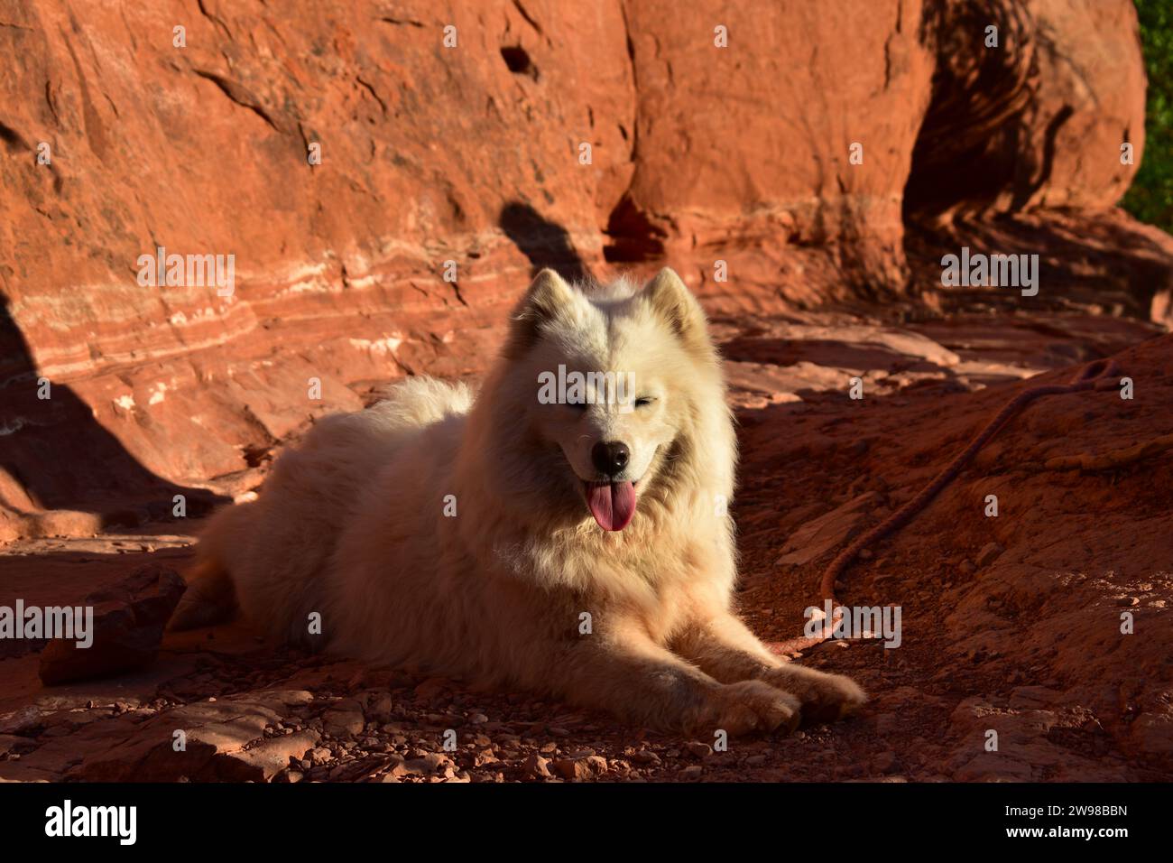 Weißer Samoidenhund, der sich während des Sonnenuntergangs im Sonnenlicht am Cathedral Rock in Sedona, Arizona, niederlegt Stockfoto