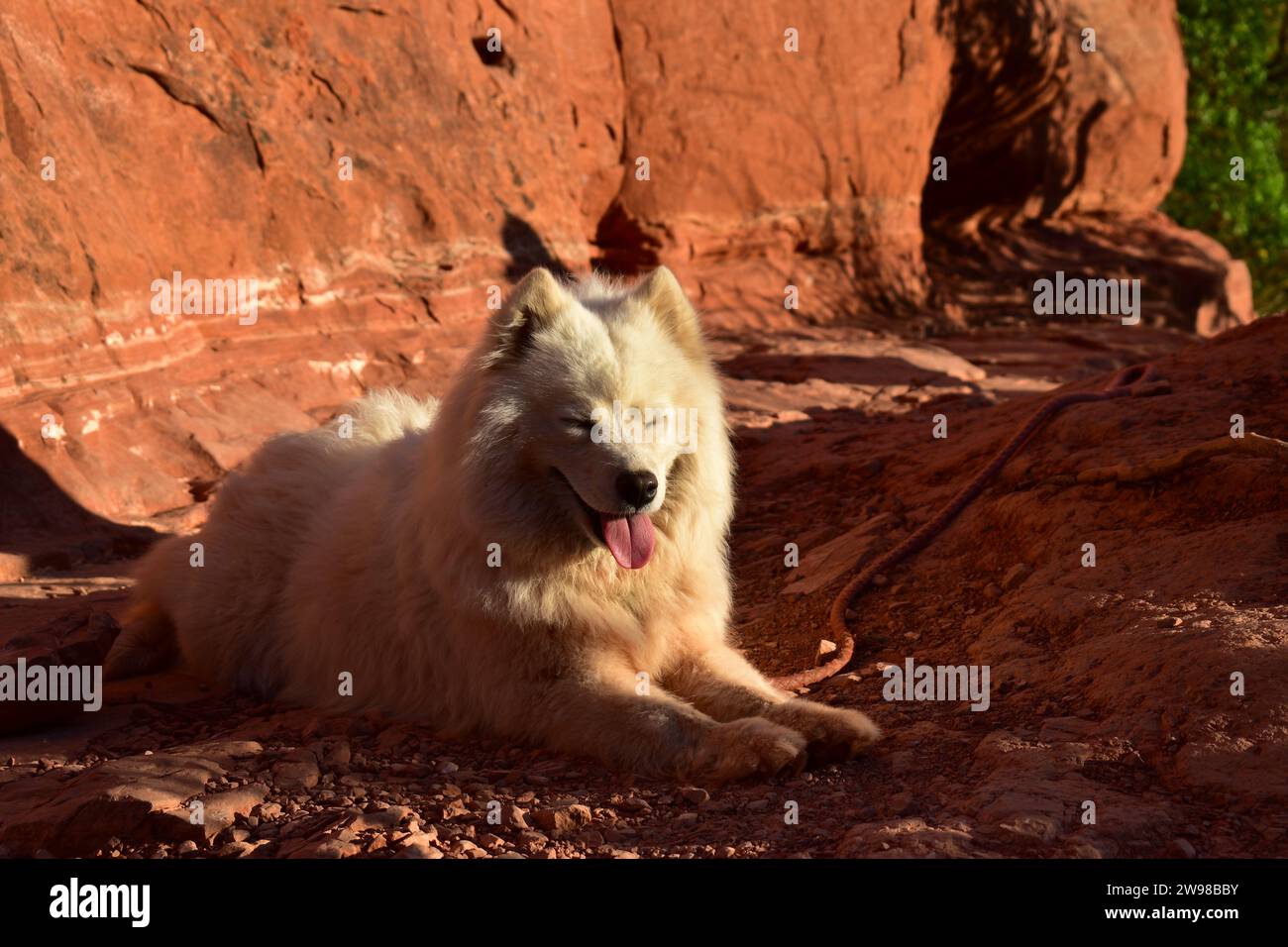 Weißer Samoidenhund, der sich während des Sonnenuntergangs im Sonnenlicht am Cathedral Rock in Sedona, Arizona, niederlegt Stockfoto