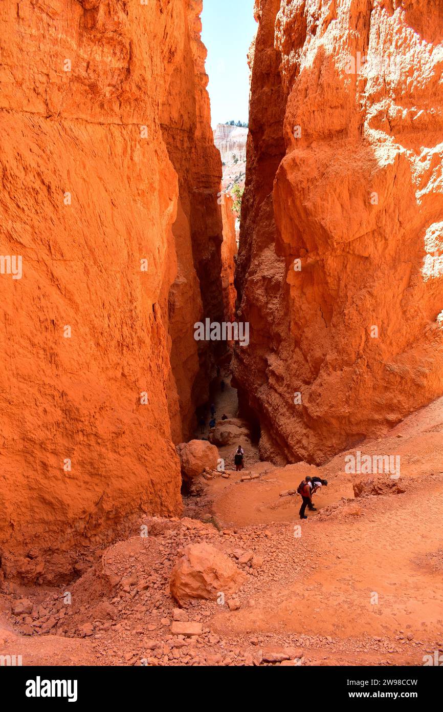 Auf dem Navajo Loop Trail wandern die Menschen bergab in die Wall Street im Bryce Canyon National Park Stockfoto