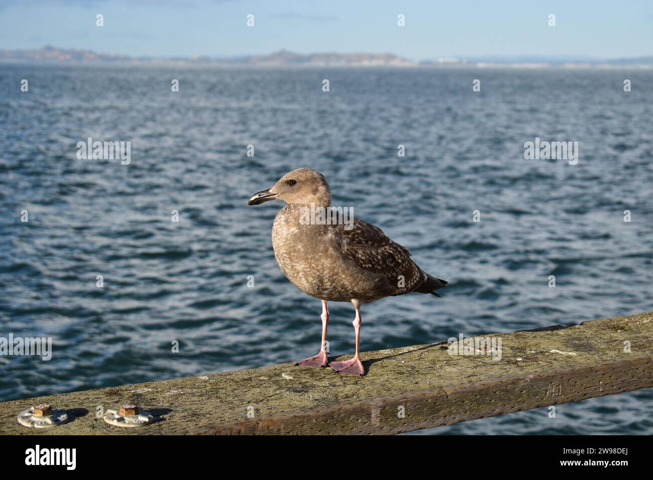 Eine junge braune Möwe, die auf dem hölzernen Handlauf der Promenade am Pier 39 in der Innenstadt von San Francisco steht Stockfoto