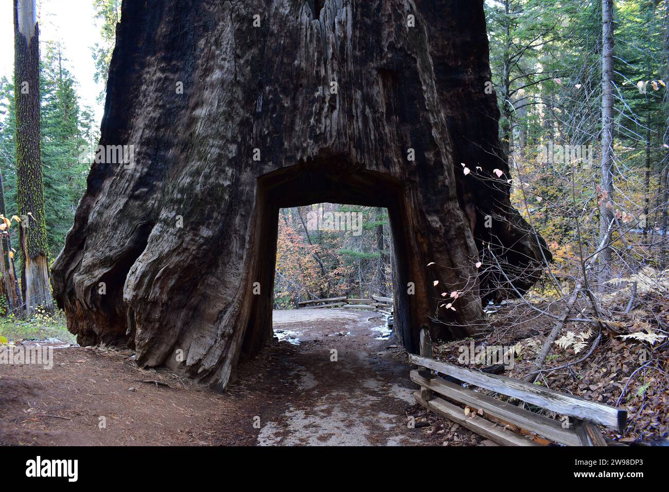 Der Dead Giant Tunnel Tree am Tuolomne Grove in der Nähe des Yosemite National Park Stockfoto