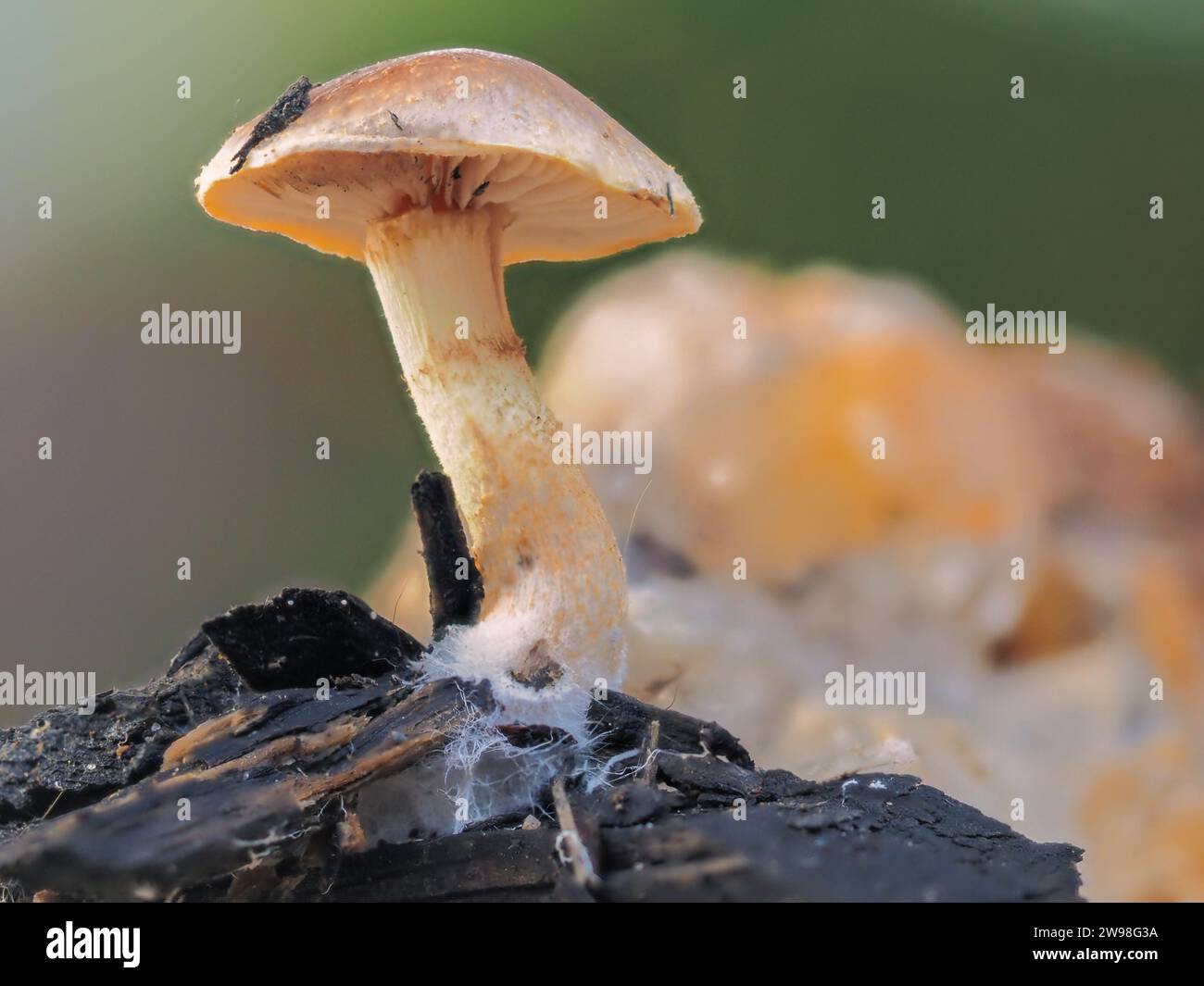 Eine Nahaufnahme eines isolierten kleinen Pilzes, der auf einem Stück verfallenen Holzes wächst. Stockfoto