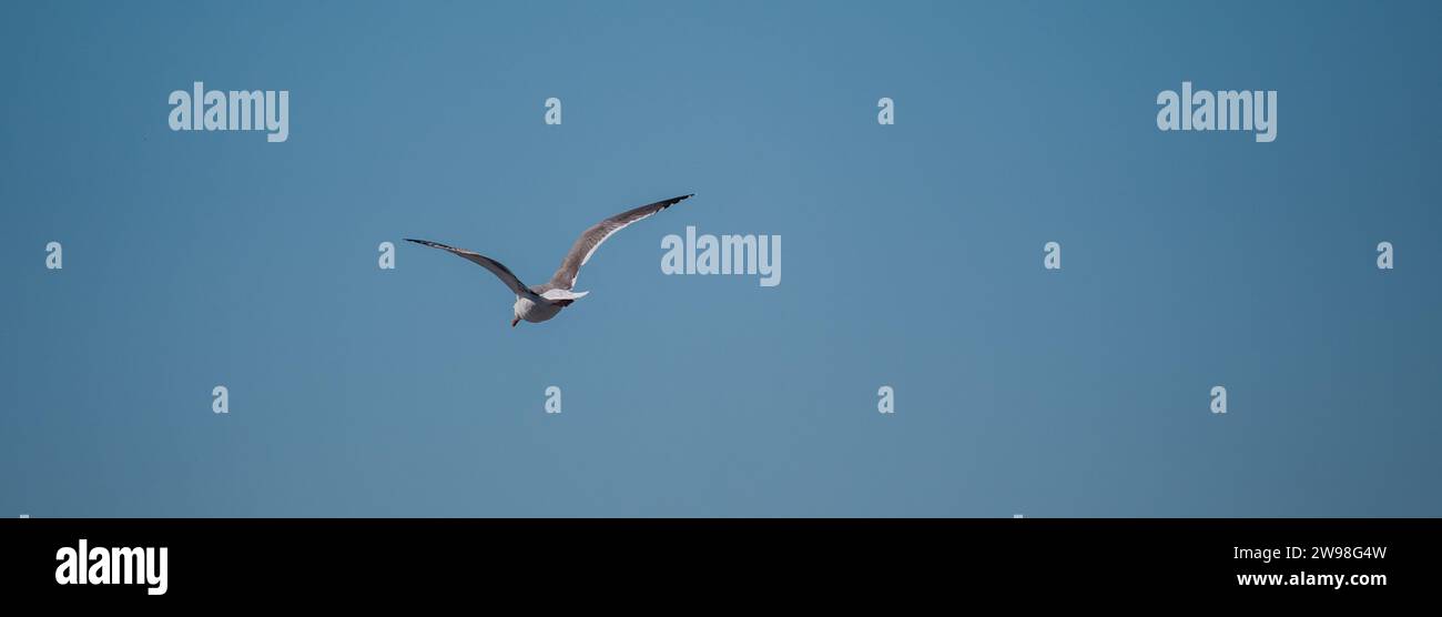 Ein majestätischer Vogel schwingt durch den Himmel, seine Flügel sind weit ausgebreitet. Stockfoto