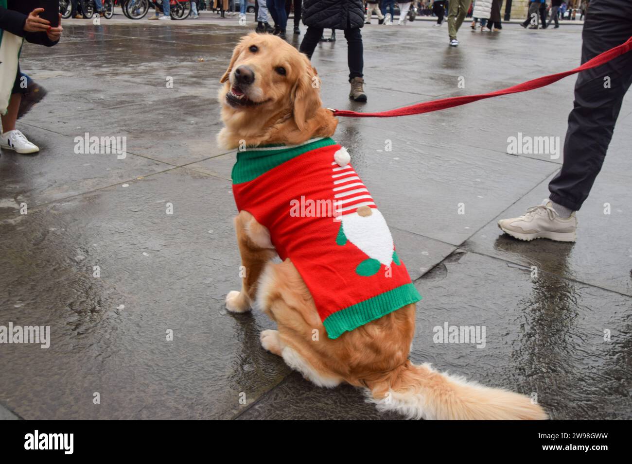 London, Großbritannien. Dezember 2023. Ein Hund zeigt ihren Weihnachtspullover am Trafalgar Square an einem ungewöhnlich milden Weihnachtstag. Die milden Temperaturen, die 13 Grad Celsius in der Hauptstadt erreichen, folgen dem wärmsten Heiligabend seit über 20 Jahren. Quelle: Vuk Valcic/Alamy Live News Stockfoto