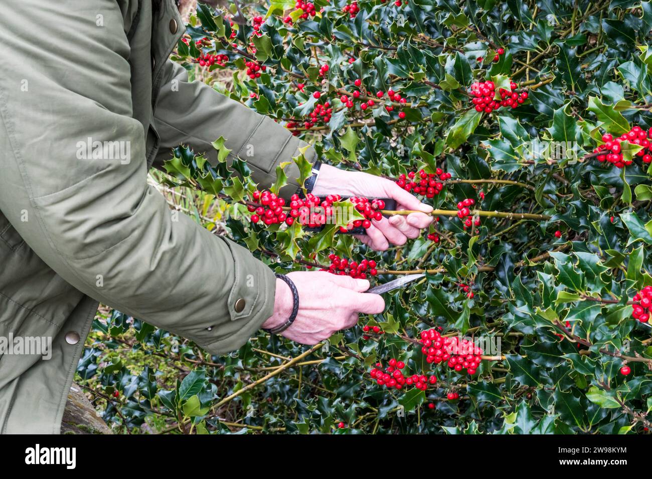 stechpalmenzweige schneiden, um sie als Weihnachtsdekoration zu verwenden. Stockfoto