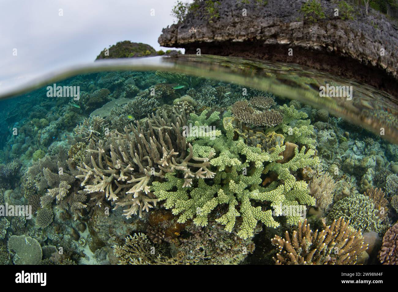 Eine spektakuläre Vielfalt an Korallen und Fischen gedeiht an einem flachen Korallenriff in Raja Ampat, Indonesien. Diese Region unterstützt eine hohe biologische Vielfalt der Meere. Stockfoto
