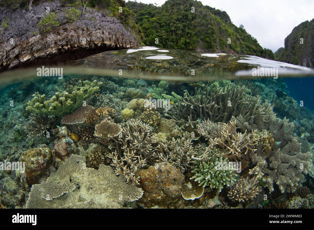 Eine spektakuläre Vielfalt an Korallen und Fischen gedeiht an einem flachen Korallenriff in Raja Ampat, Indonesien. Diese Region unterstützt eine hohe biologische Vielfalt der Meere. Stockfoto