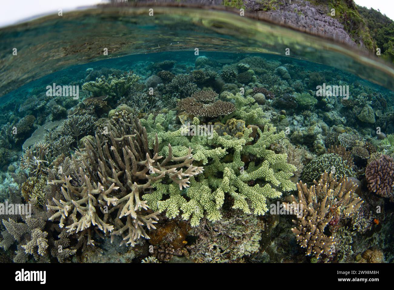 Eine spektakuläre Vielfalt an Korallen und Fischen gedeiht an einem flachen Korallenriff in Raja Ampat, Indonesien. Diese Region unterstützt eine hohe biologische Vielfalt der Meere. Stockfoto