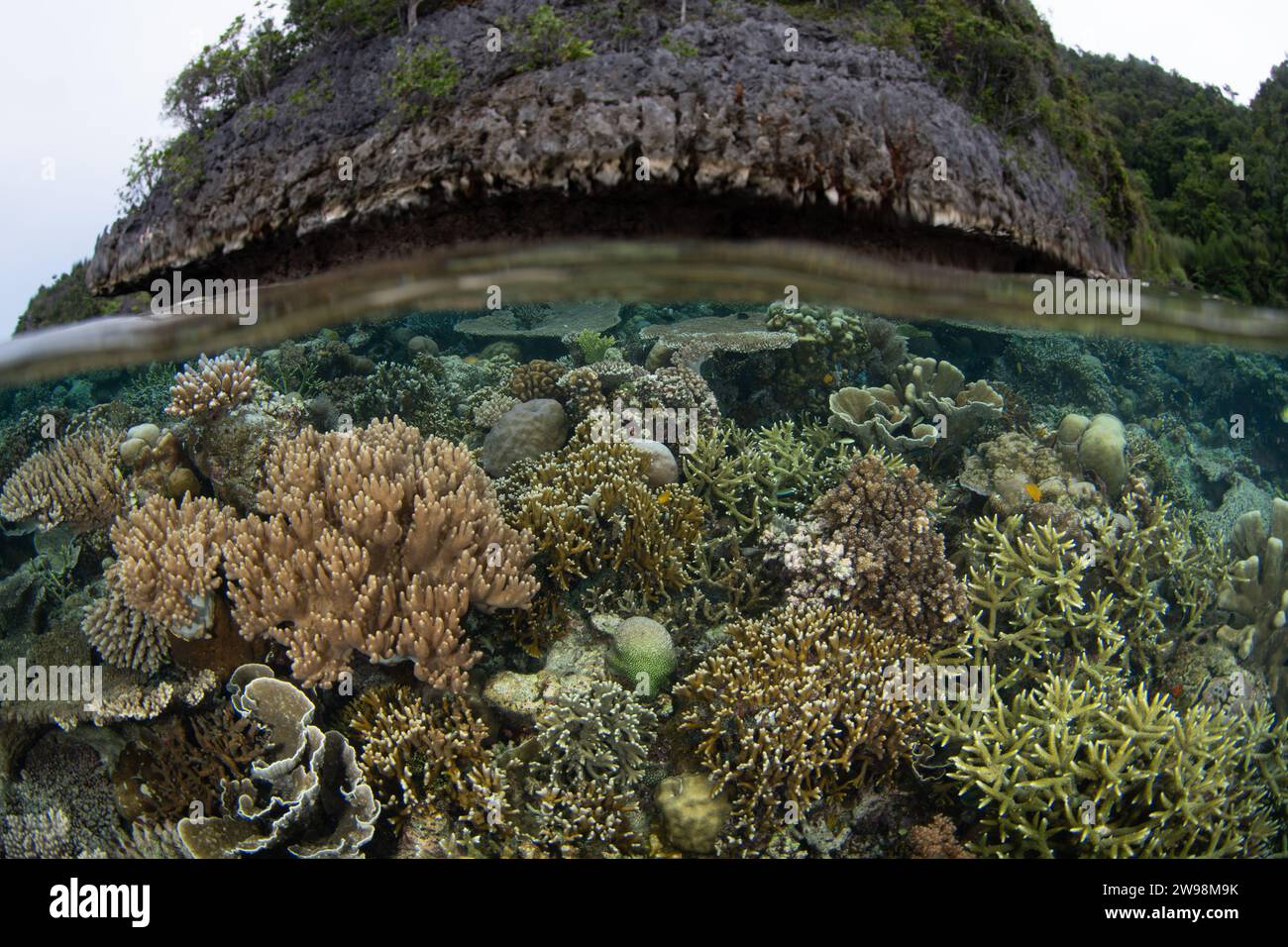 Eine spektakuläre Vielfalt an Korallen und Fischen gedeiht an einem flachen Korallenriff in Raja Ampat, Indonesien. Diese Region unterstützt eine hohe biologische Vielfalt der Meere. Stockfoto