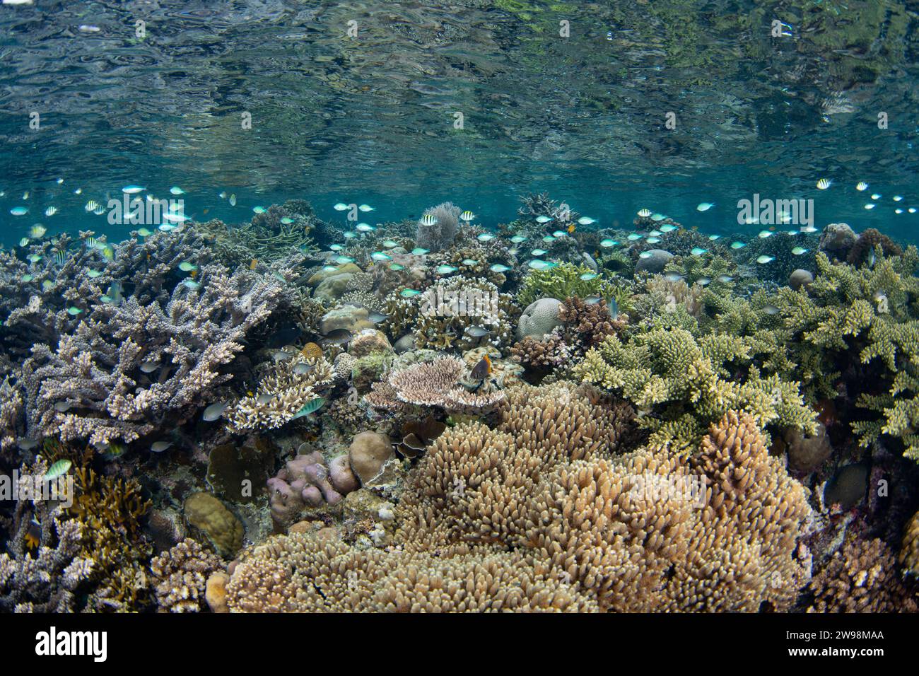 Eine spektakuläre Vielfalt an Korallen und Fischen gedeiht an einem flachen Korallenriff in Raja Ampat, Indonesien. Diese Region unterstützt eine hohe biologische Vielfalt der Meere. Stockfoto