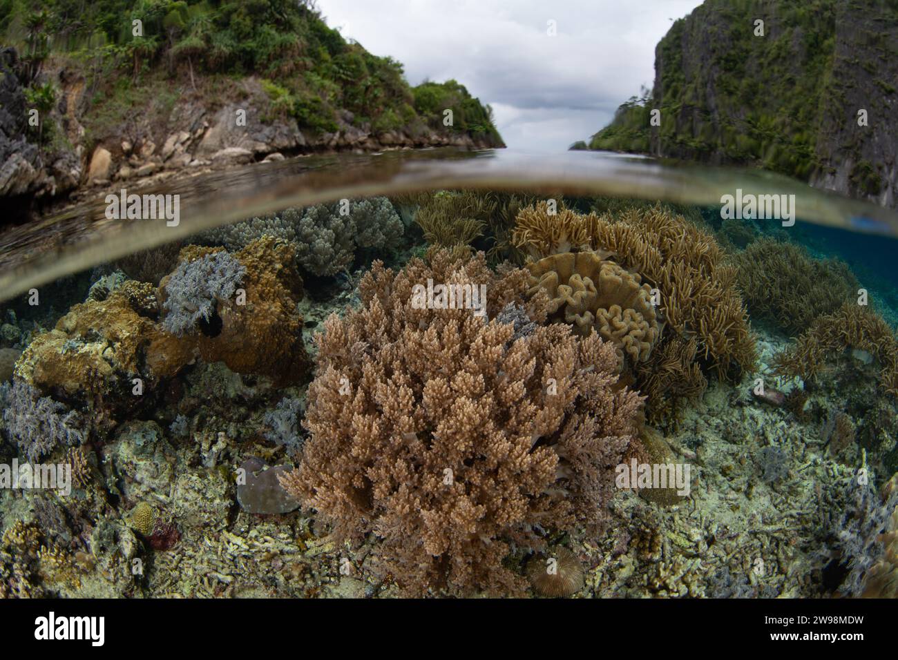 Eine spektakuläre Vielfalt an Korallen gedeiht an einem flachen Korallenriff in Raja Ampat, Indonesien. Diese Region unterstützt eine hohe biologische Vielfalt der Meere. Stockfoto