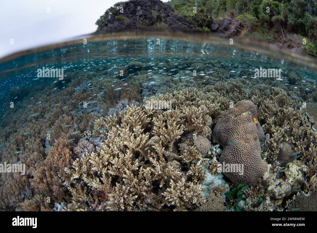 Eine spektakuläre Vielfalt an Korallen und Fischen gedeiht an einem flachen Korallenriff in Raja Ampat, Indonesien. Diese Region unterstützt eine hohe biologische Vielfalt der Meere. Stockfoto