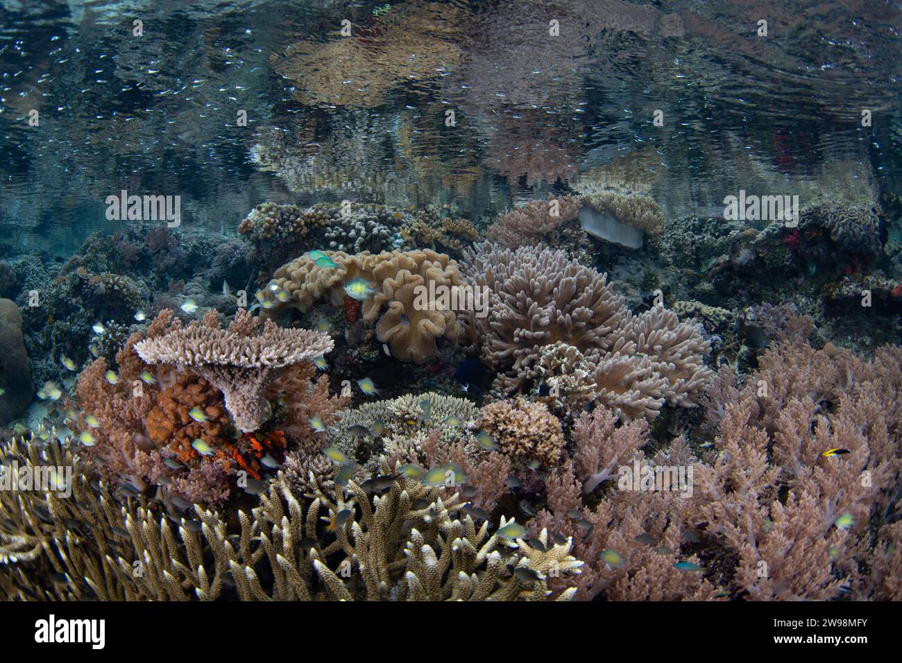 Eine spektakuläre Vielfalt an Korallen und Fischen gedeiht an einem flachen Korallenriff in Raja Ampat, Indonesien. Diese Region unterstützt eine hohe biologische Vielfalt der Meere. Stockfoto