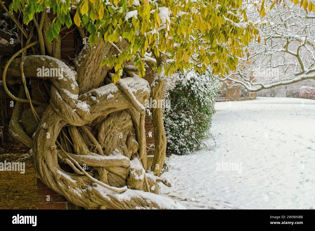 Eine knorrige, alte Glyzinien-Pflanze mit einem Hauch von Neuschnee auf ihren blassgrünen und gelben Blättern in den Valley Gardens, Harrogate, Yorkshire, Großbritannien. Stockfoto