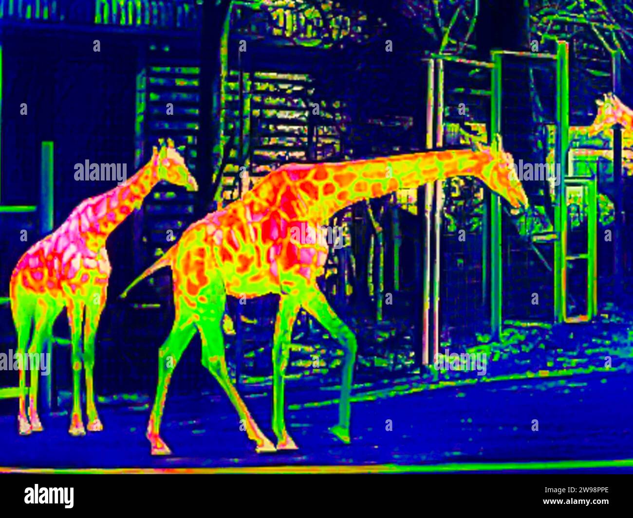 Giraffen im Zoo, Thermografie, Bild mit einer Wärmebildkamera, interpoliert, Deutschland Stockfoto