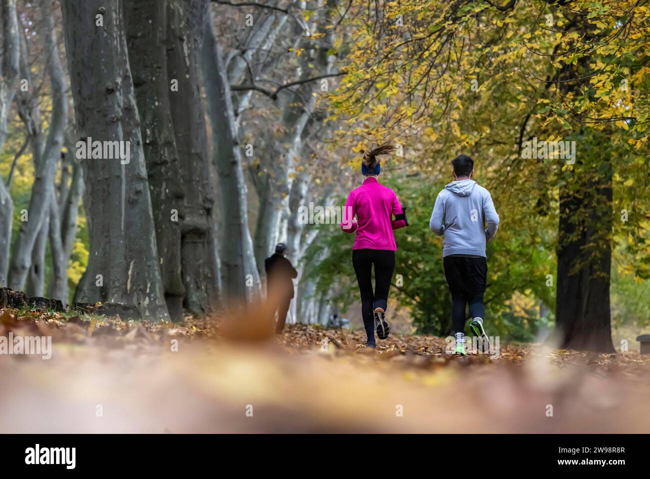 Outdoor-Aktivitäten bei Herbstwetter, ein Paar joggen durch die Platane im Unteren Schlossgarten in Stuttgart, Baden-Württemberg Stockfoto