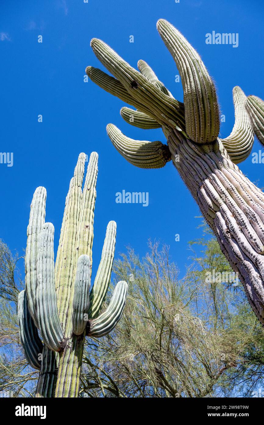 Saguaro Kaktus im Wüstengarten - zwei Carnegiea gigantische Kakteen mit blauem Himmel botanischem Garten in der Wüste Phoenix Arizona Stockfoto