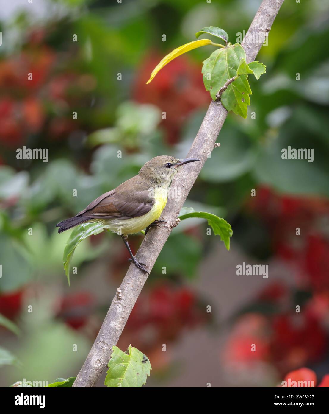 Purple Sunbird (Cinnyris asiaticus) weiblich erwachsen. Dieses Foto wurde aus Bangladesch gemacht. Stockfoto