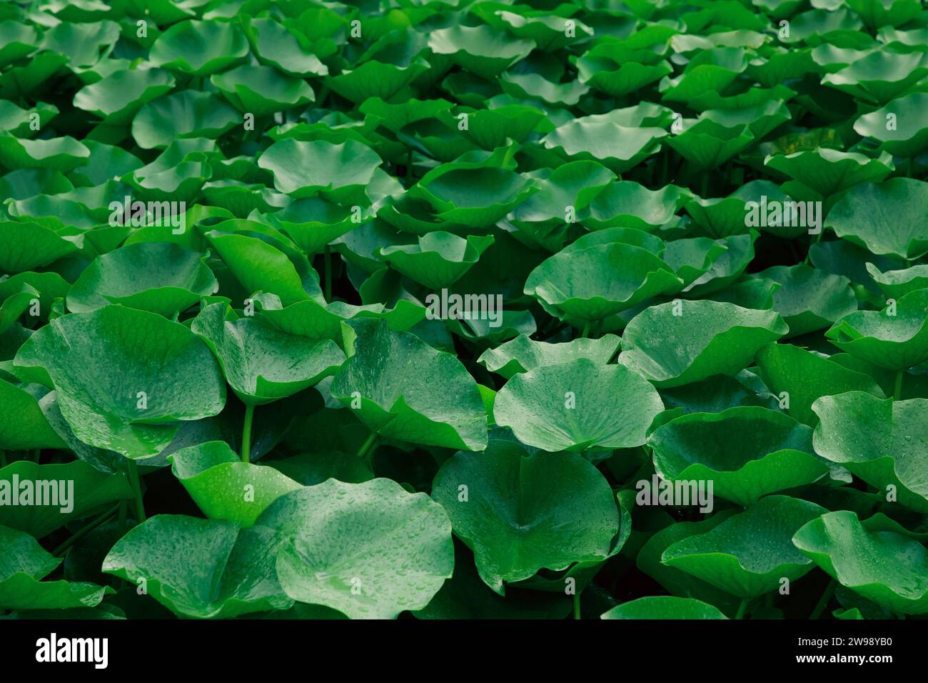 Eine Nahaufnahme einer üppigen, grünen Pflanze mit großen Blättern Stockfoto