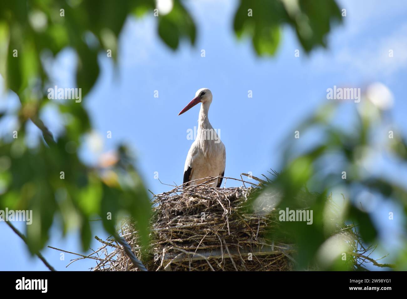 Ein wunderschöner Storch, der auf einem Nest in einem üppigen Baum thront und die warme Nachmittagssonne genießt Stockfoto