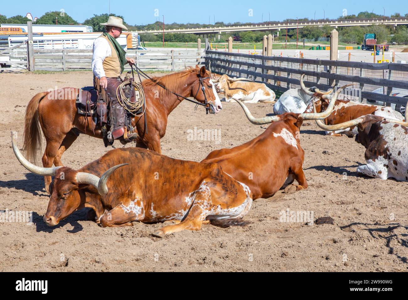 Fort Worth, Texas – 5. November 2023: Cowboy fährt Langhorn-Kühe im Tor von Stockyards in Fort Worth, Texas, USA Stockfoto