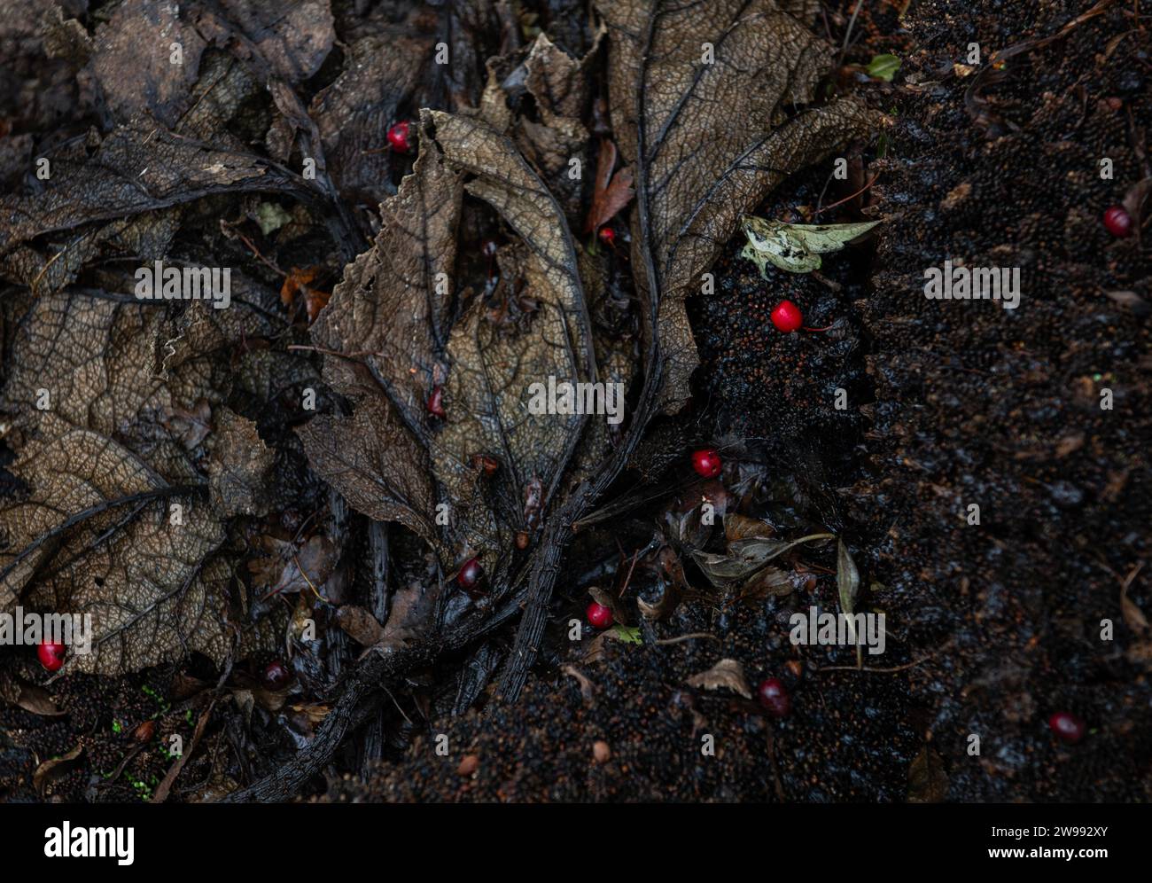 Verfallende Pflanze im Gartenkomposthaufen. Stockfoto