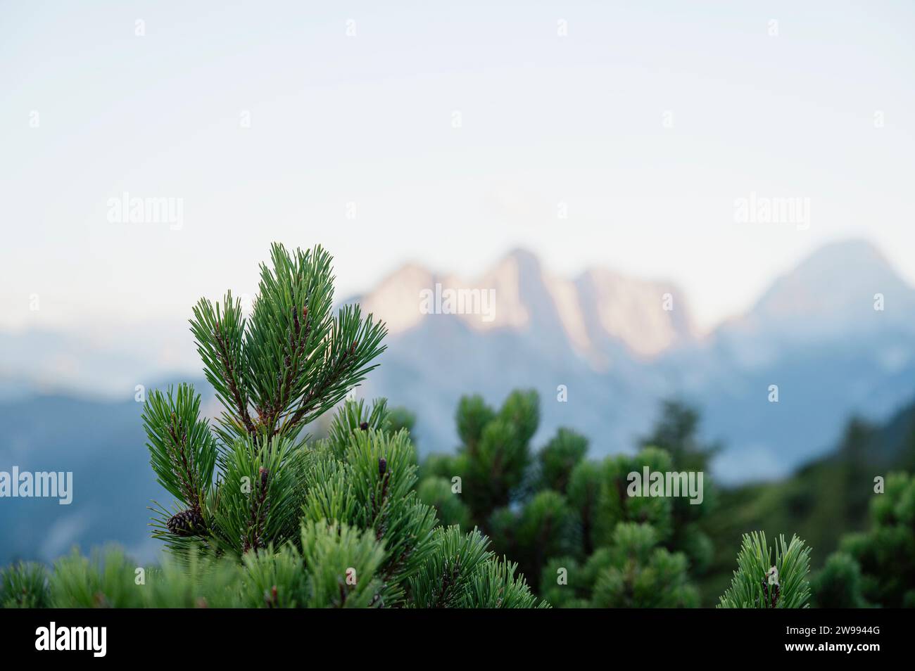 Nahaufnahme der wunderschönen grünen Kiefernäste mit wunderschönem Blick auf die Berge im Hintergrund. Stockfoto