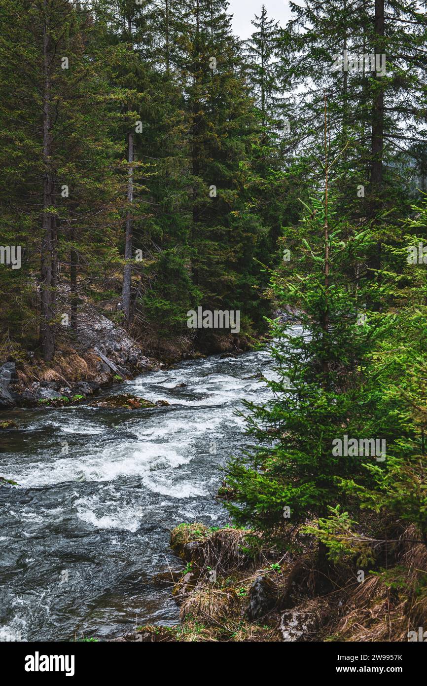 Ein malerischer Blick auf einen Fluss, der an einem bewölkten Tag durch einen grünen Kiefernwald fließt Stockfoto