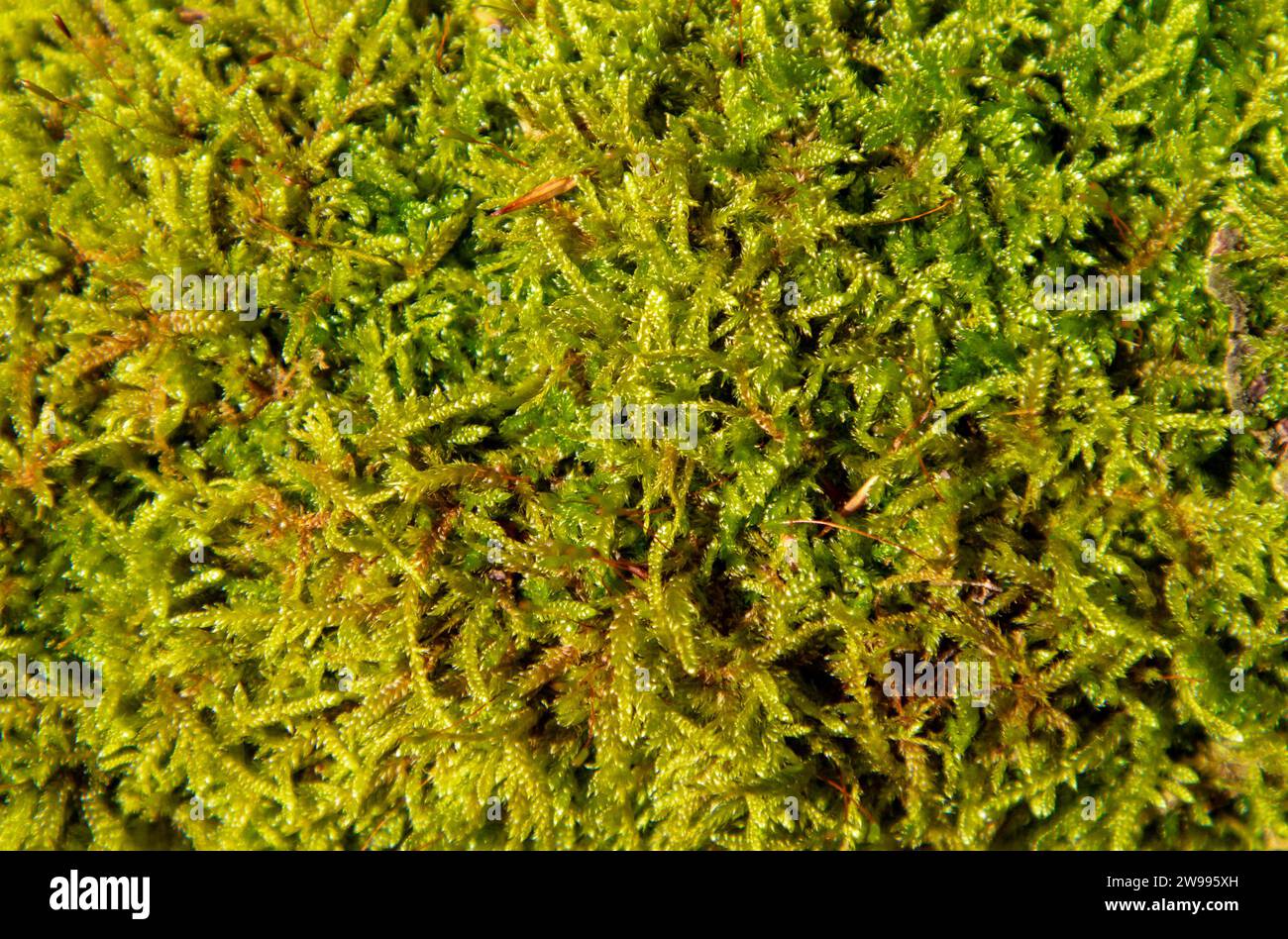 Eine Nahaufnahme von üppigem grünem Moos, das auf einem Baum wächst. Stockfoto