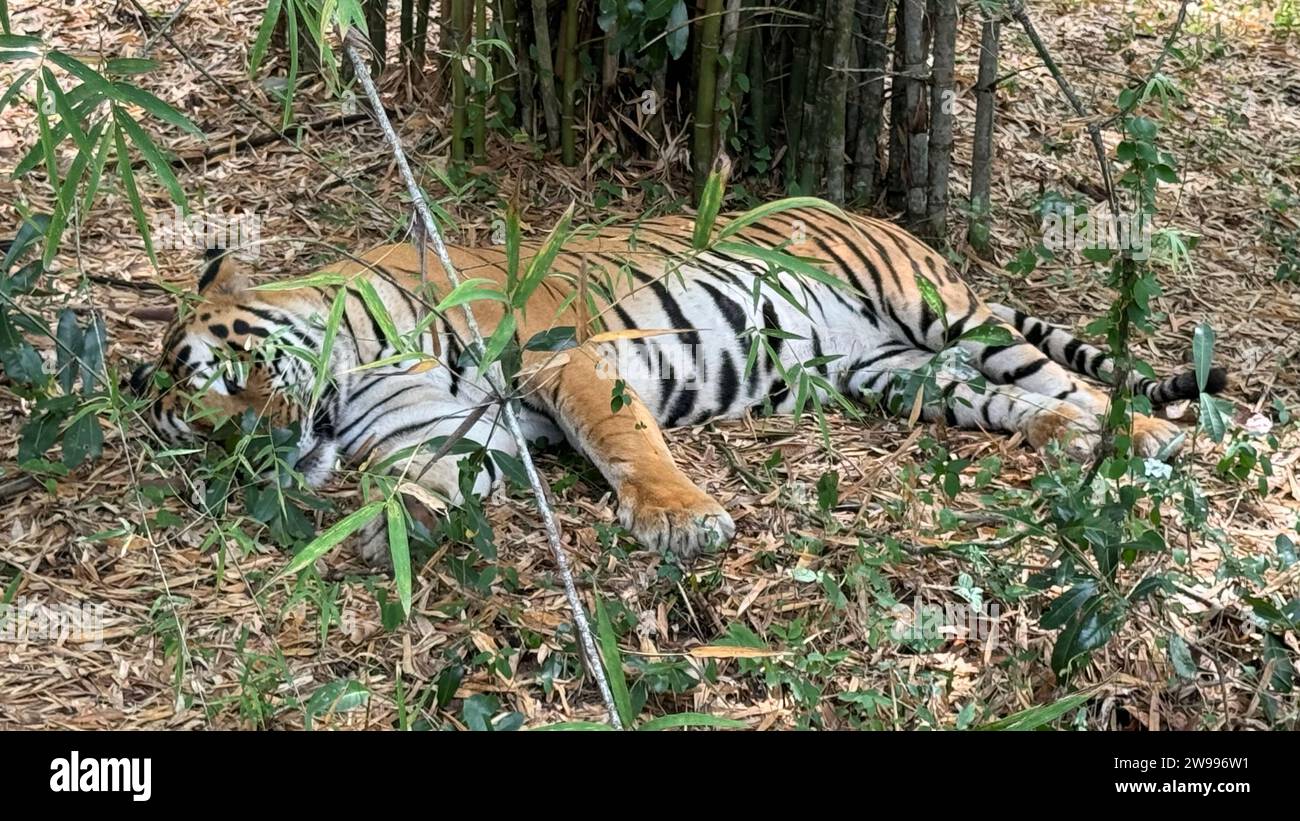 Ein majestätischer bengalischer Tiger, der sich in einem Wald erholt Stockfoto