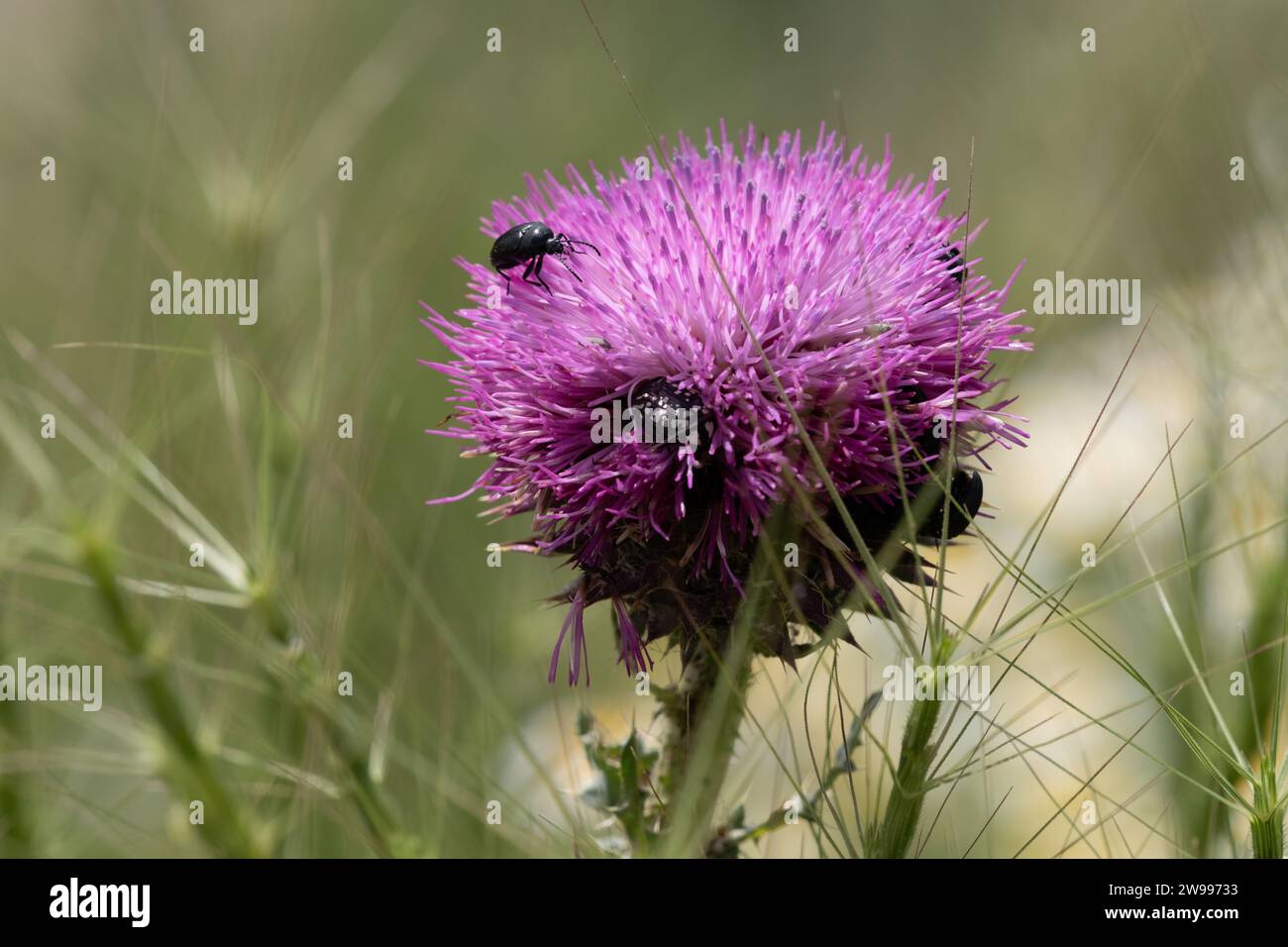 Lila Blume von Carduus nigrescens, auch bekannt als Thistle, mit Insekten auf ihr. Stockfoto