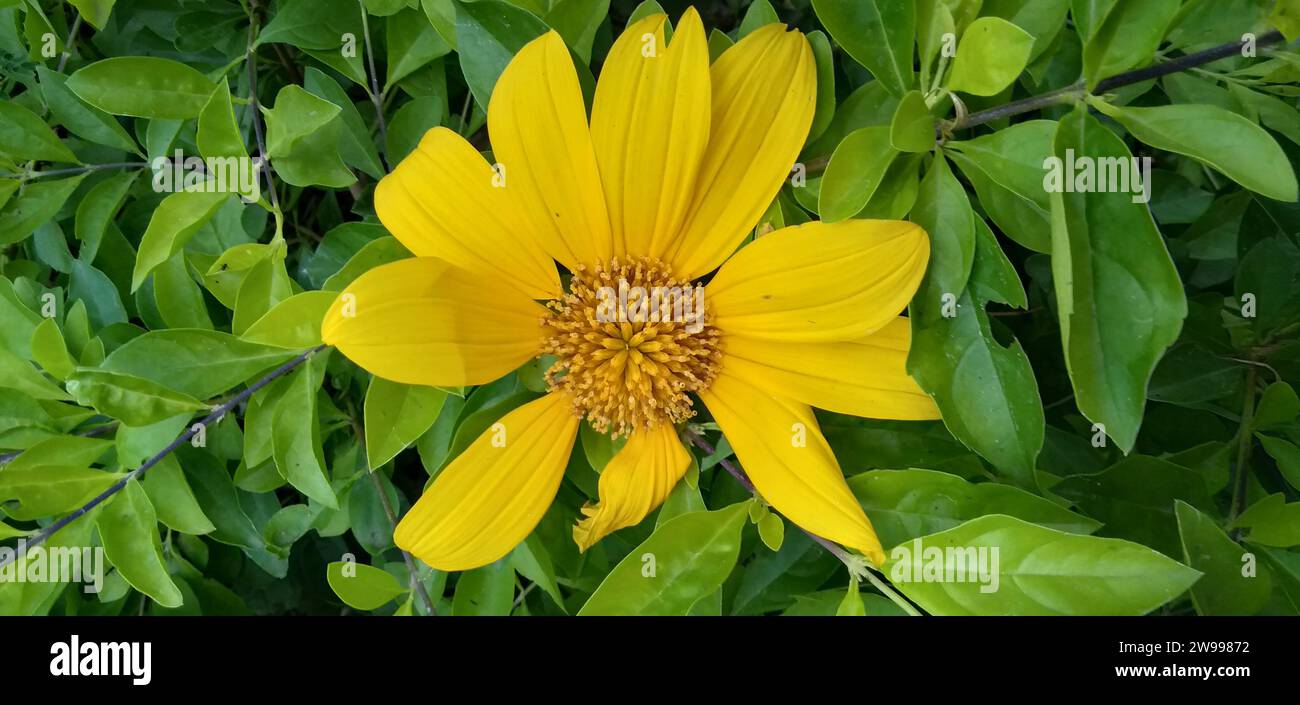 Eine lebendige mexikanische Sonnenblume inmitten üppig grüner Blätter Stockfoto