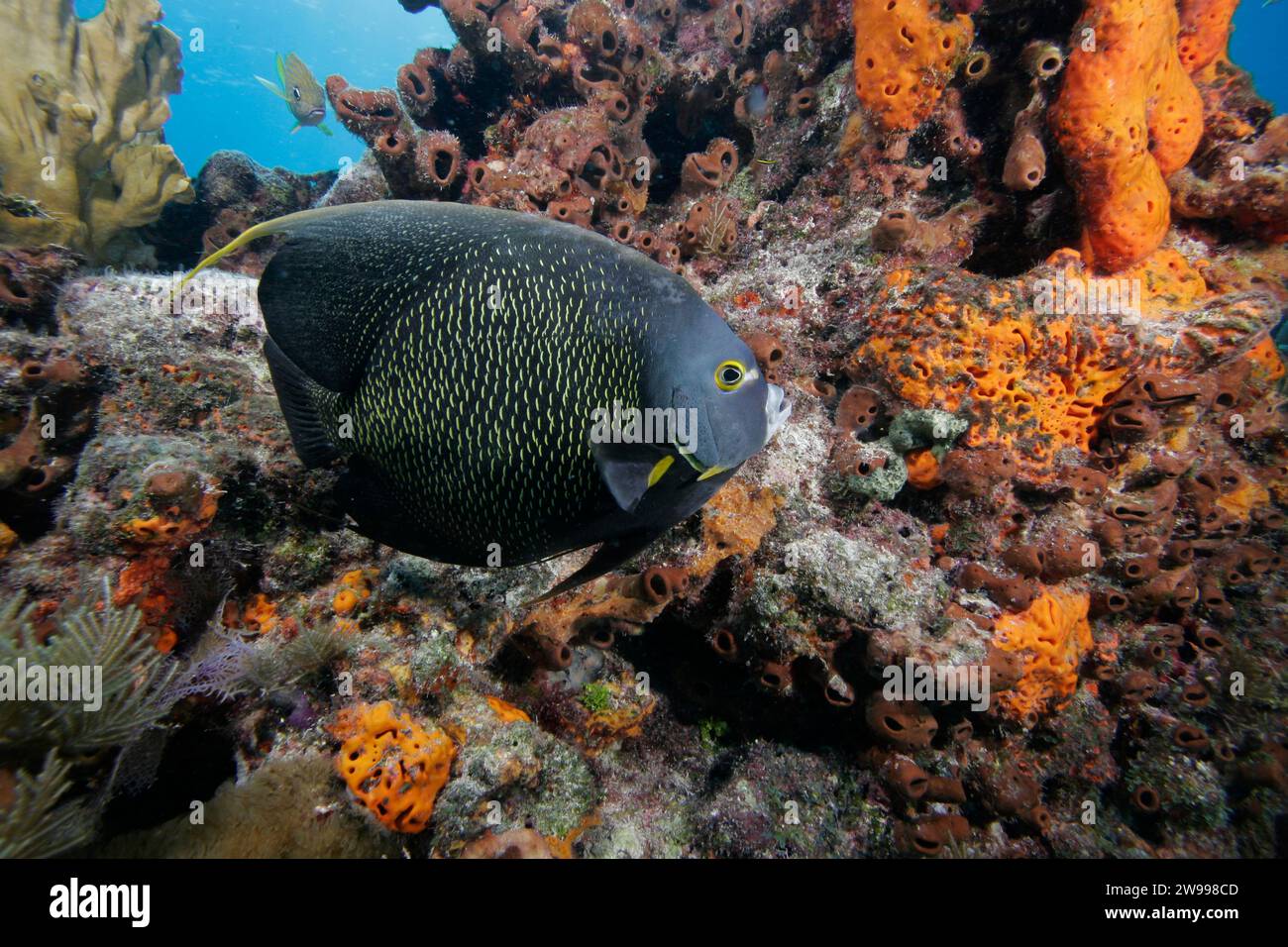 French Angel, Pomacanthus Paru, Florida Keys National Marine Sanctuary Stockfoto