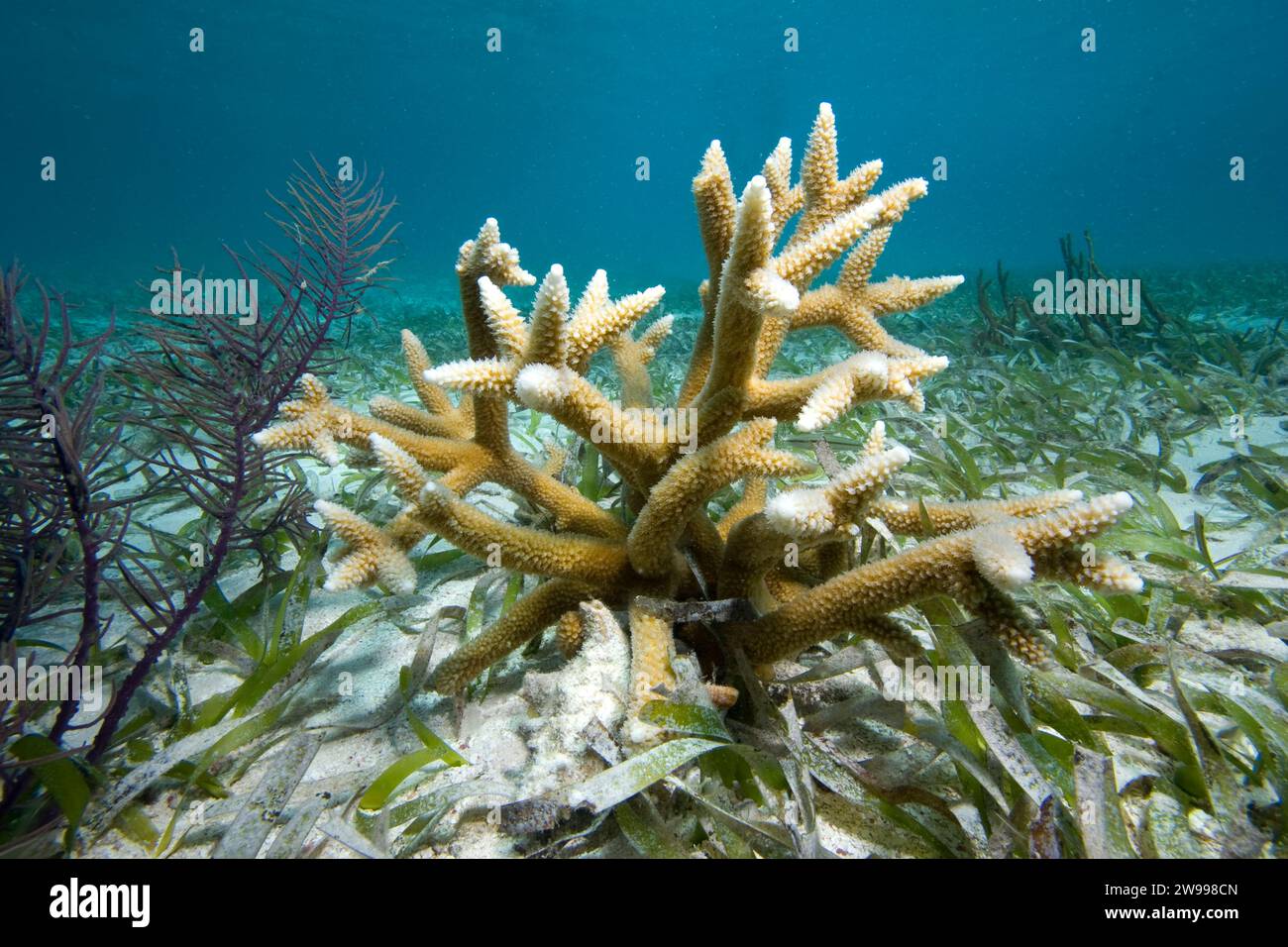 Staghornkorallen, Acropora cervicornis, eine vom Aussterben bedrohte Spezies, wächst in einem Bett von Schildkrötengras, Florida Keys National Marine Sanctuary, florid Stockfoto